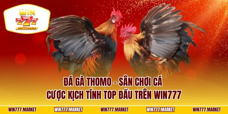 Đá Gà Thomo - Sân Chơi Cá Cược Kịch Tính Top Đầu Trên WIN777