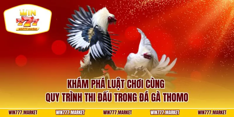 Khám phá luật chơi cùng quy trình thi đấu trong đá gà thomo