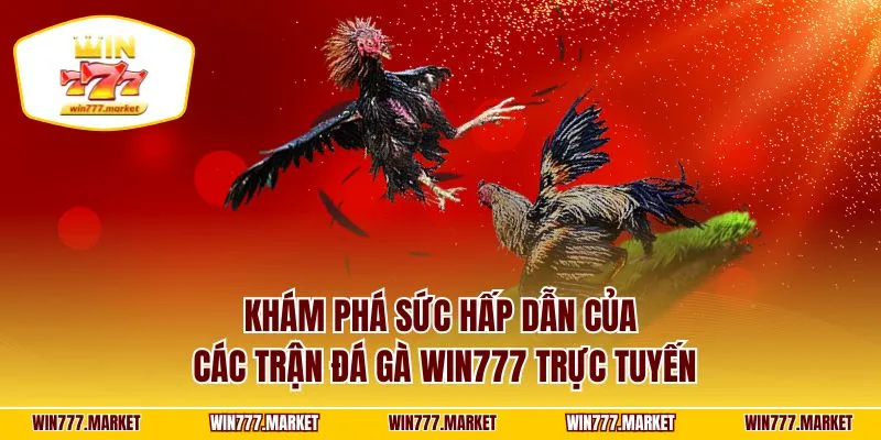 Khám phá sức hấp dẫn của các trận đá gà WIN777 trực tuyến