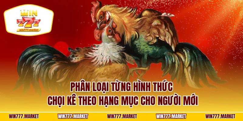 Phân loại từng hình thức chọi kê theo hạng mục cho người mới